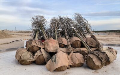 Valdecarros | Valdecarros planta los primeros 1.400 árboles de los más de cien mil que conformarán el nuevo pulmón verde de Madrid Valdecarros planta los primeros 1.400 árboles de los más de cien mil que conformarán el nuevo pulmón verde de Madrid